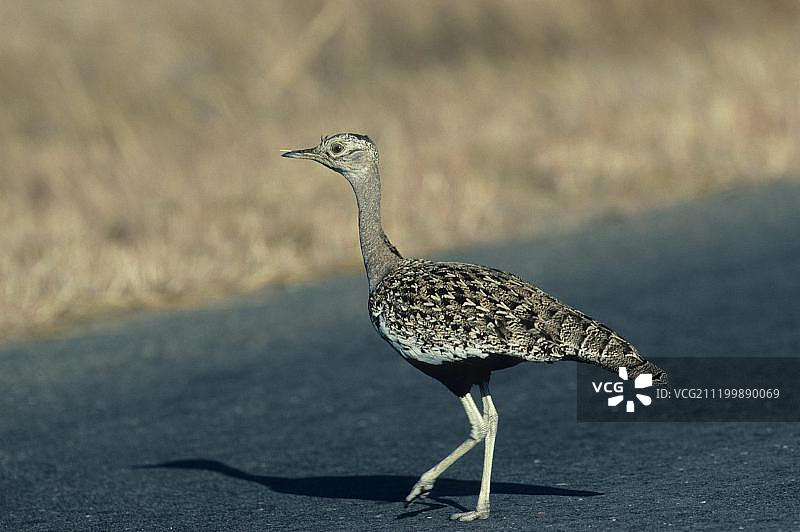 红顶鸨或红顶小鸨图片素材