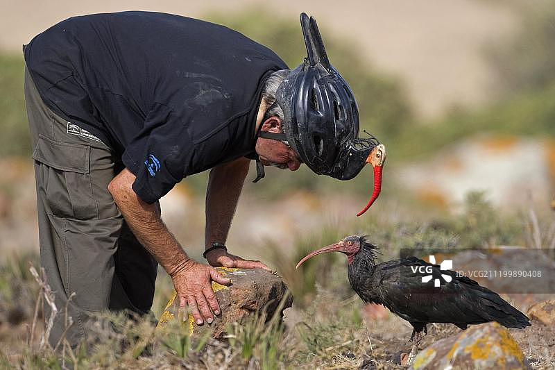 欧洲西班牙安达卢西亚，Janda，饲养员正在给秃头鹮喂食图片素材