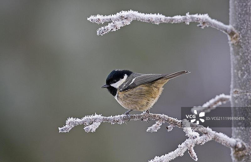 成年煤山雀栖息在覆霜的树枝上，英国图片素材
