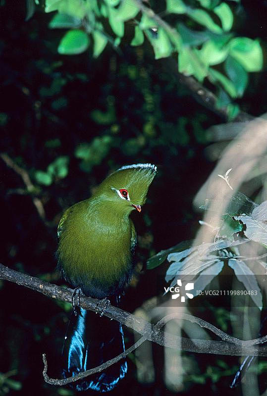 克尼斯纳蕉鹃（Tauraco corythaix），栖息图片素材