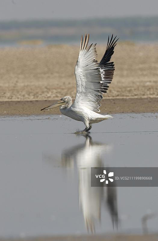 卷羽鹈鹕，成年，从小卡奇伦起飞，古吉拉特邦，印度，亚洲图片素材
