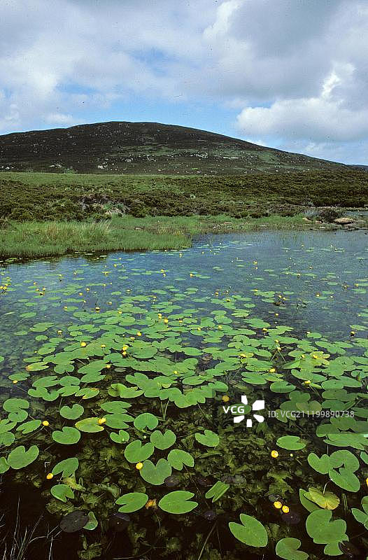 睡莲：北尤伊斯特岛，外赫布里底群岛，苏格兰，英国，欧洲图片素材