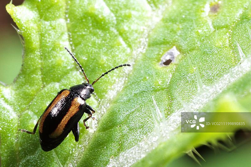萝卜跳甲虫，在叶子上，十字花科作物的严重害虫，有机农场，英国威尔士图片素材
