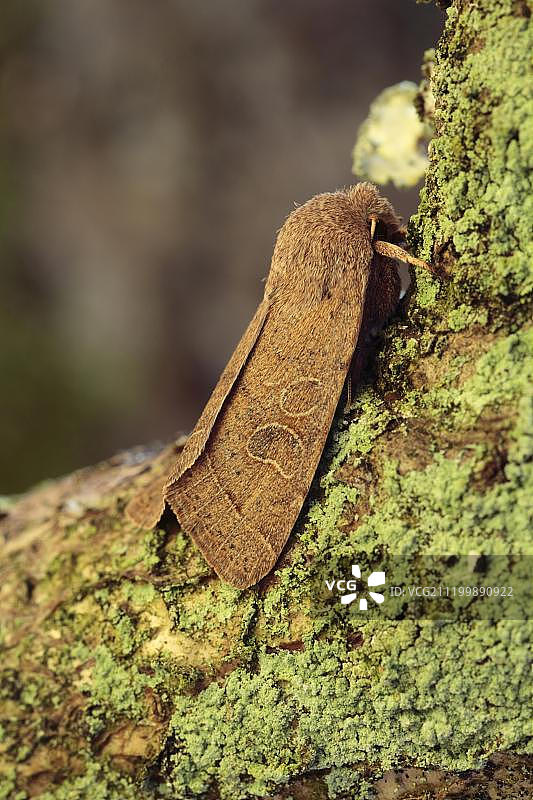 普通栎冬夜蛾成虫栖息在树枝上，英国威尔士图片素材