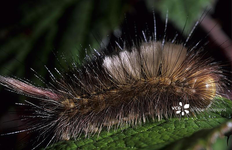 淡色苔藓蛾终龄幼虫图片素材
