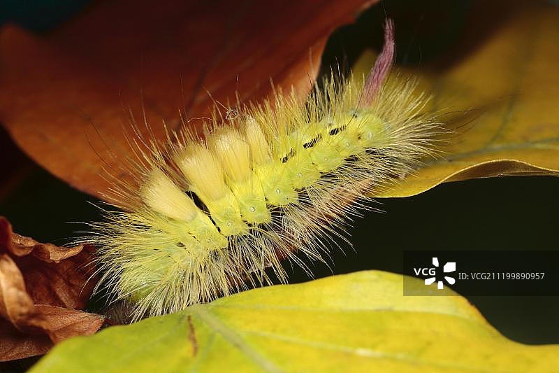 缺食萎缩的淡褐色苔蛾幼虫（Calliteara pudibunda），在树叶上，秋季，威尔士，英国，欧洲图片素材
