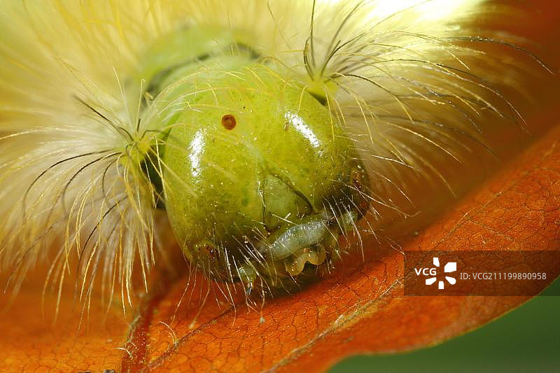缺食枯叶蛾幼虫头部特写，威尔士，英国，欧洲图片素材