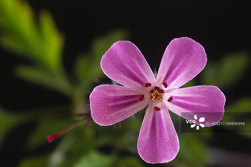 花叶老鹳草特写图片素材