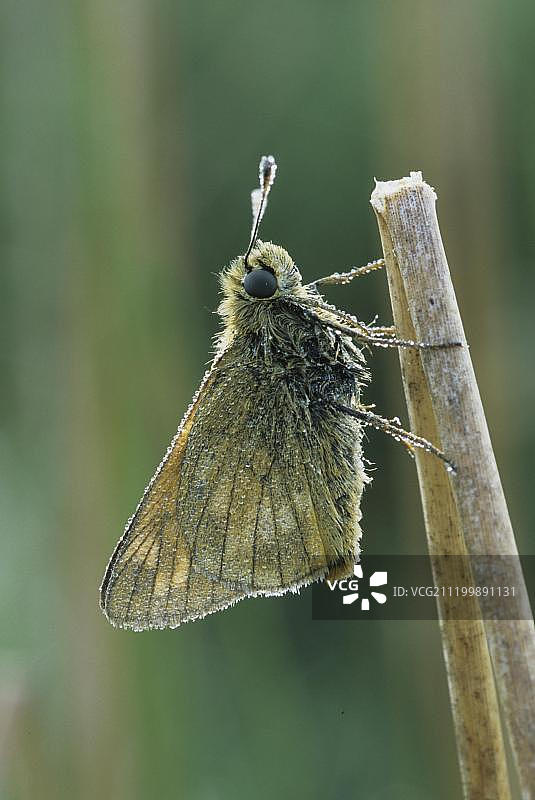 大斑驳弄蝶在露水后栖息图片素材