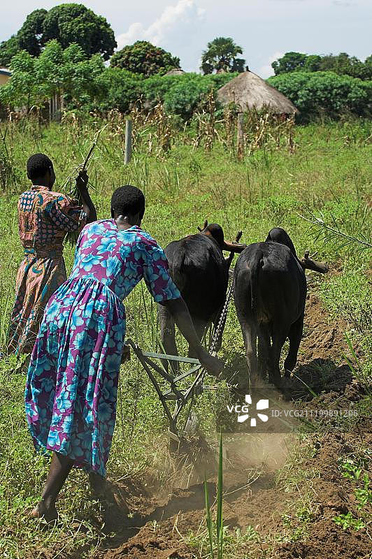 在乌干达姆巴莱，两名妇女用金属犁耕田，役牛套着轭图片素材
