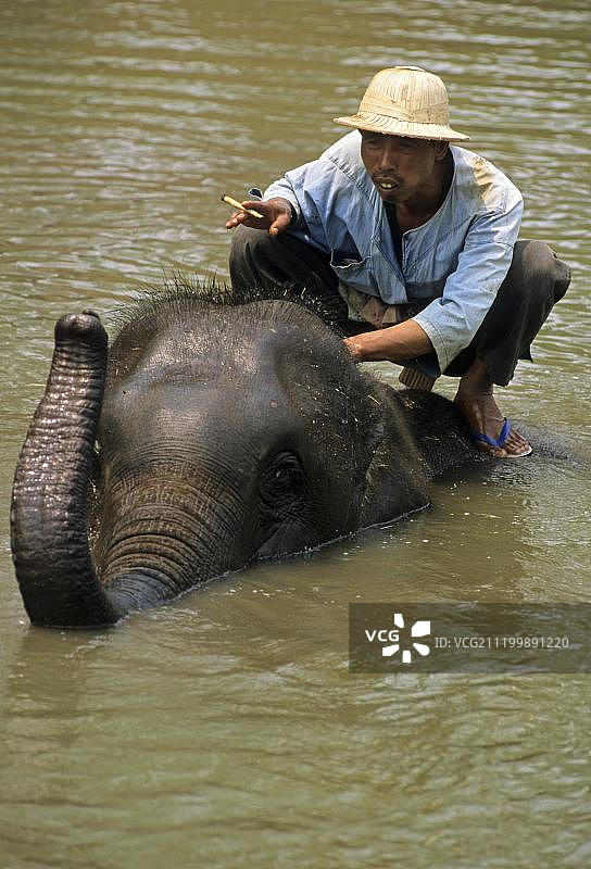亚洲象与饲养员在泰国大象保护中心沐浴图片素材