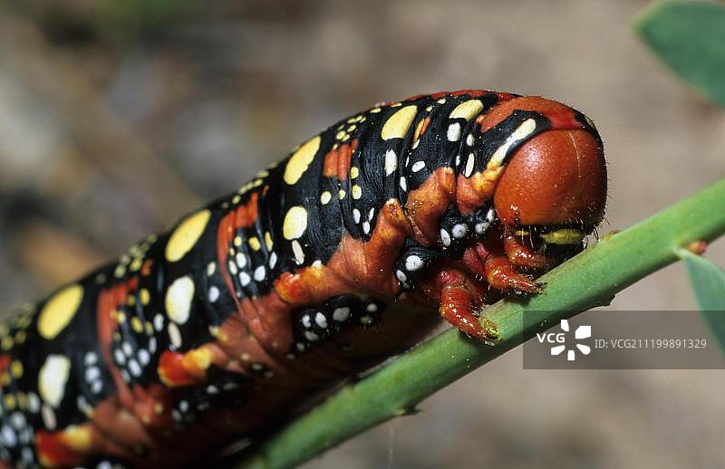 大戟蛾毛虫特写，位于法国阿韦龙省的科斯诺瓦图片素材