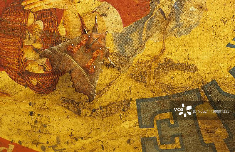 冬眠的使者蛾，英国苏塞克斯图片素材