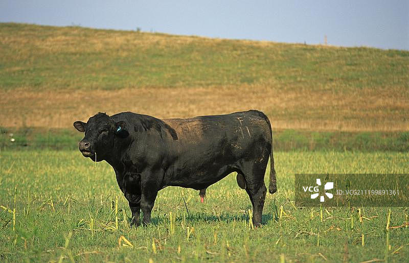 家养牛，阿伯丁安格斯，伊利诺伊州牧场上的公牛，美国图片素材