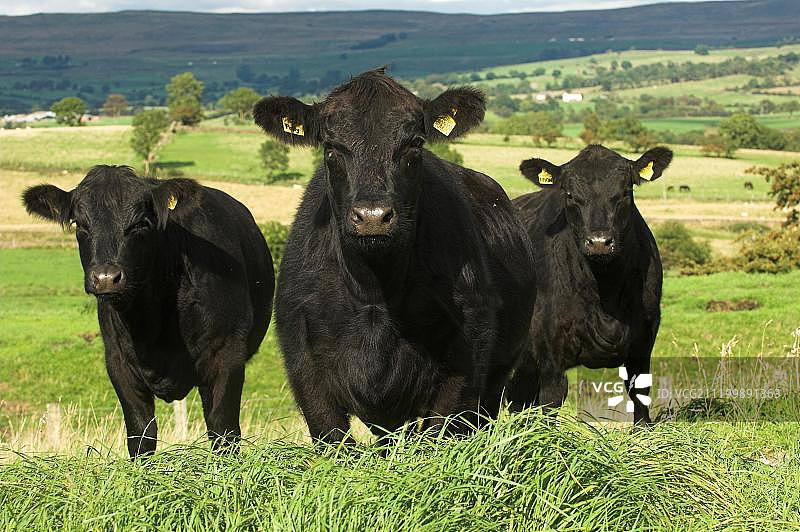 在英格兰牧场上的阿伯丁安格斯小母牛图片素材