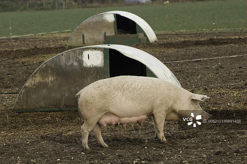 家猪：户外圈舍中的散养母猪（英国牛津郡）图片素材
