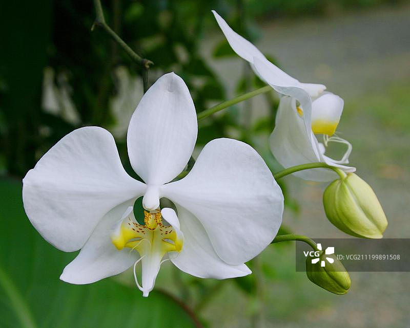 蝴蝶兰（Phalaenopsis amabilis），热带森林中的白色花朵，菲律宾巴拉望图片素材