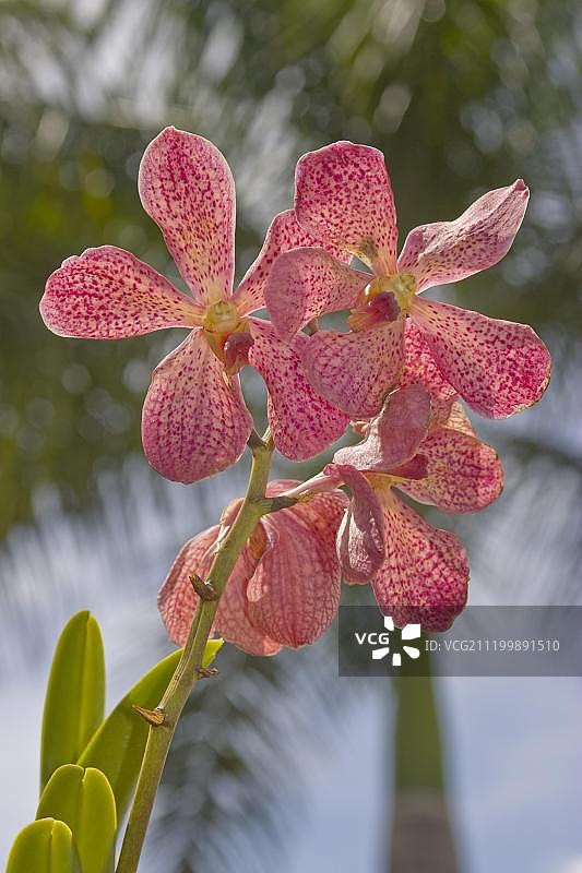 万代兰，花园中开花的粉红色杂交品种，巴拉望，菲律宾，东南亚图片素材