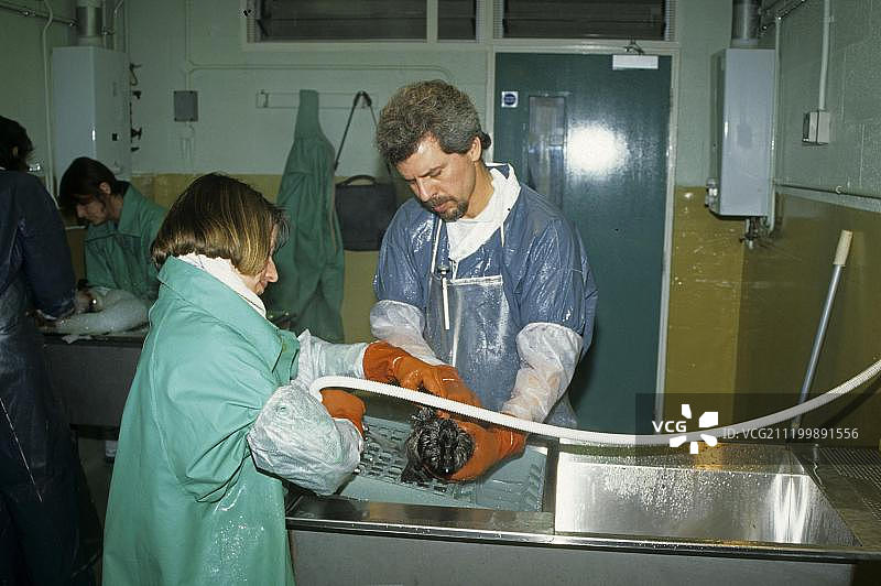 石油污染：英国RSPCA工作人员清洗被油污污染的普通海番鸭图片素材