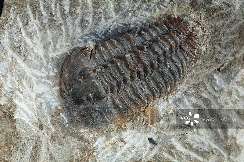三叶虫化石图片素材