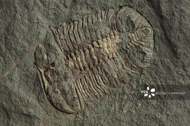 三叶虫（Platycalymene duplicate），奥陶纪化石，来自欧洲英国西南威尔士的下卡拉多克页岩图片素材