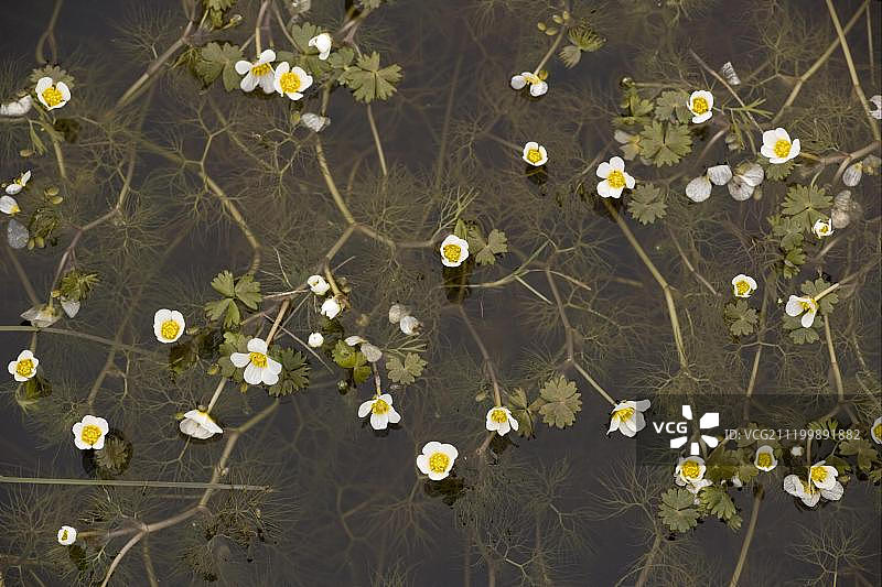 欧洲瑞典厄兰岛沿海池塘中开花的池塘毛茛图片素材