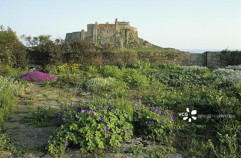 岩石围墙的沿海花园，开花植物，远处的林迪斯法恩城堡，英国诺森伯兰郡林迪斯法恩图片素材