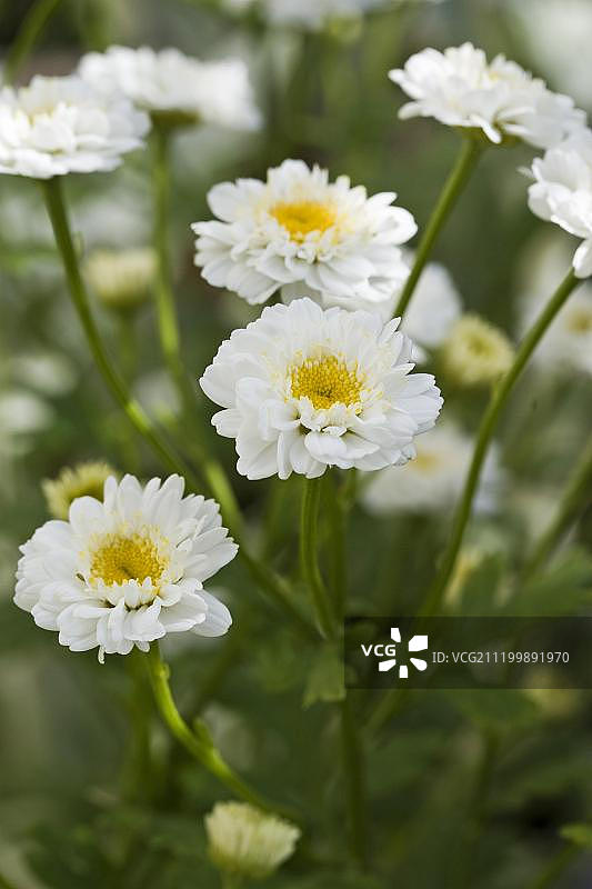 小白菊，花期，多塞特郡，英格兰，英国，欧洲图片素材