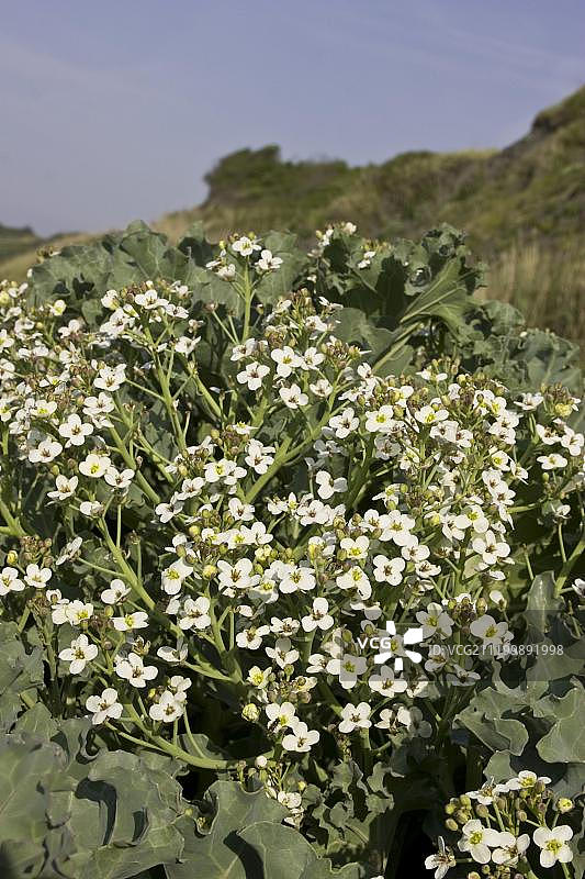 海甘蓝花，生长在英国多塞特郡Ringstead海滩图片素材