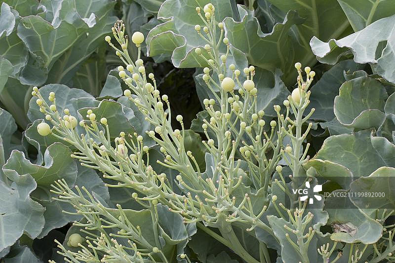 海甘蓝种子，英国多塞特图片素材