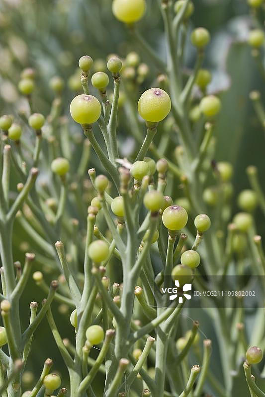 海甘蓝种子形成，英国多塞特郡林斯蒂德湾图片素材
