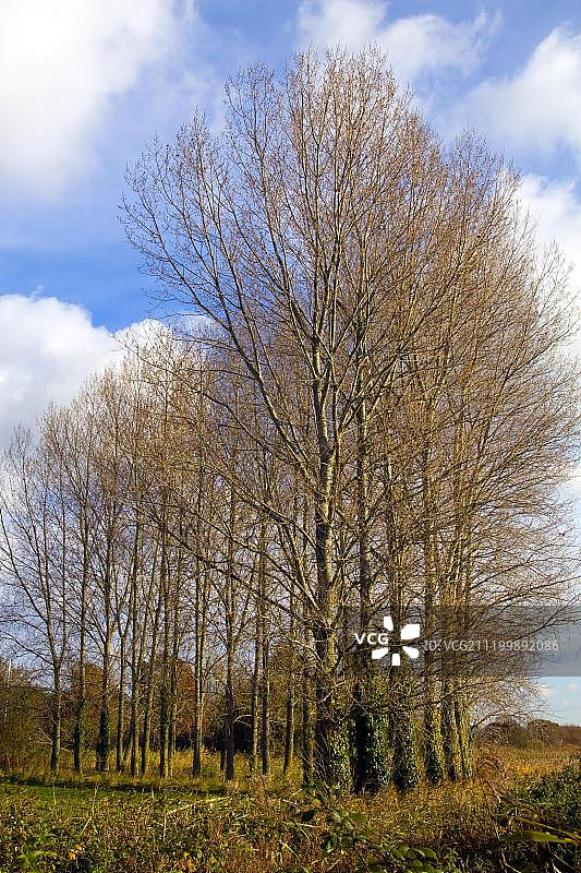 欧洲英国多塞特郡瓦勒姆普赖里自然保护区杂交杨树图片素材