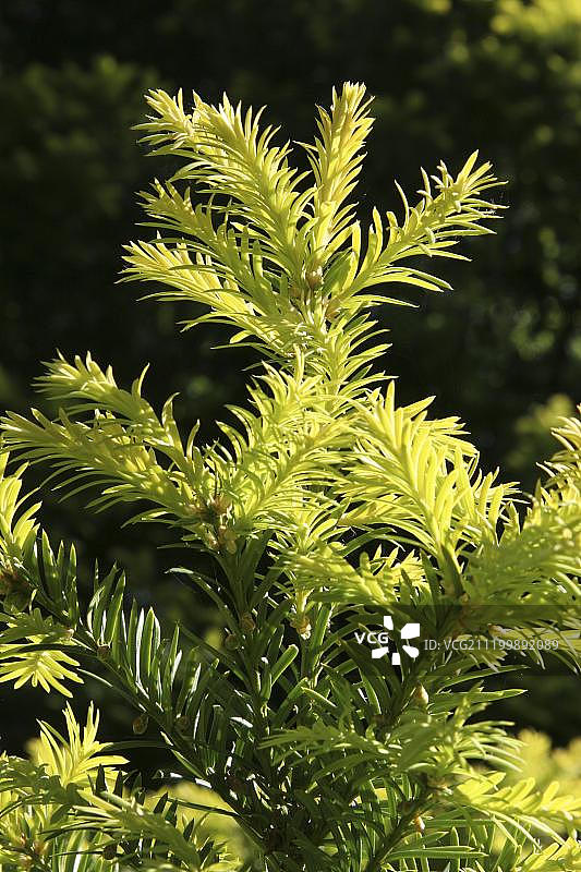 红豆杉新叶（英国汉普郡新森林）图片素材