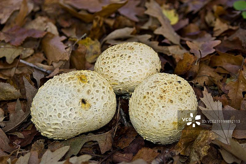 普通马勃菌,子实体,在林地地面上,多塞特,英格兰,英国,欧洲图片素材