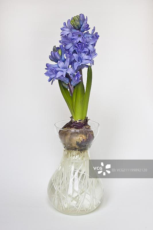 风信子在玻璃花瓶中开花（展示球茎和根）图片素材