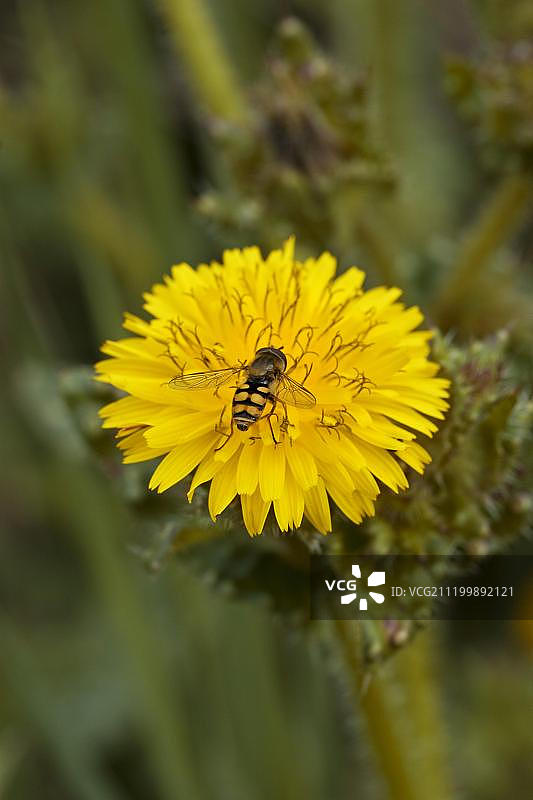 粗糙的牛舌草（Picris echioides），花，与食蚜蝇觅食，多塞特，英国，联合王国，欧洲图片素材