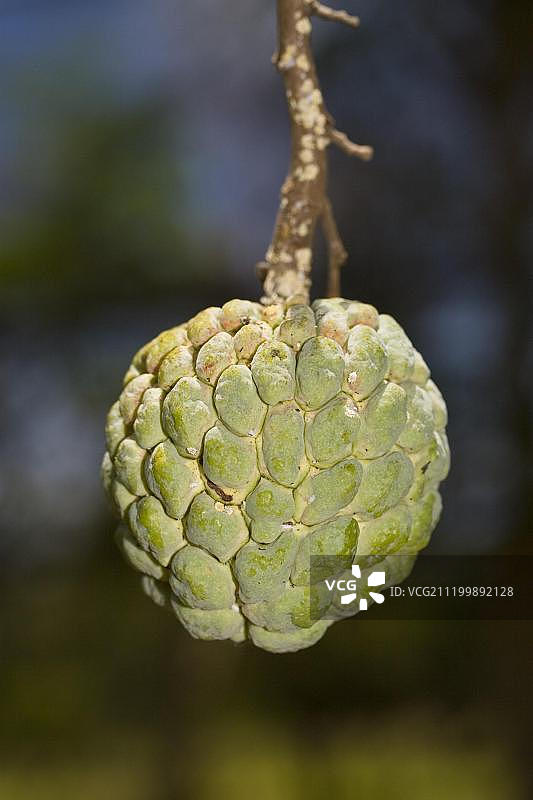 番荔枝，水果，巴拉望，菲律宾，东南亚图片素材