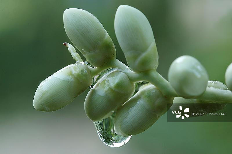 槟榔树幼果（雨滴），菲律宾，东南亚图片素材