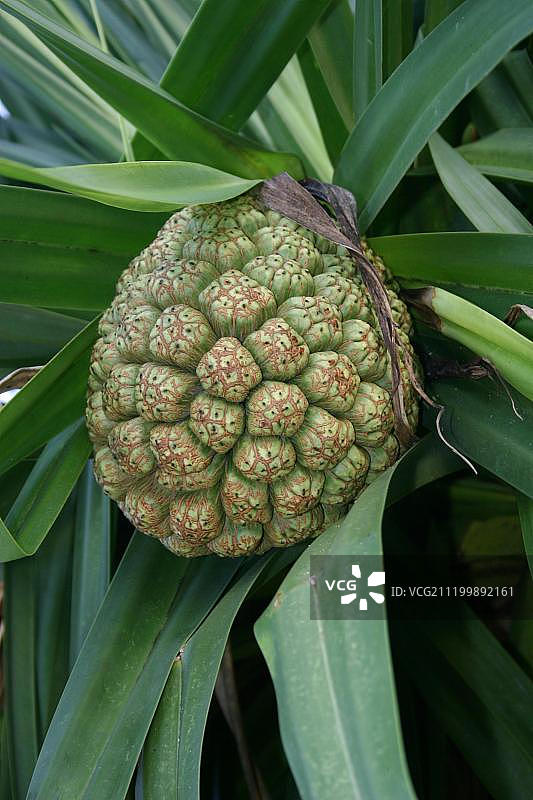 香露兜树（Pandanus odoratissimus）果实，位于菲律宾巴拉望岛本田湾，东南亚图片素材