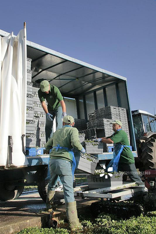 英国运输西洋菜作物，装载于拖车准备冷藏图片素材