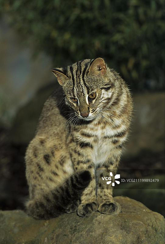 远东豹猫（西伯利亚东部）图片素材