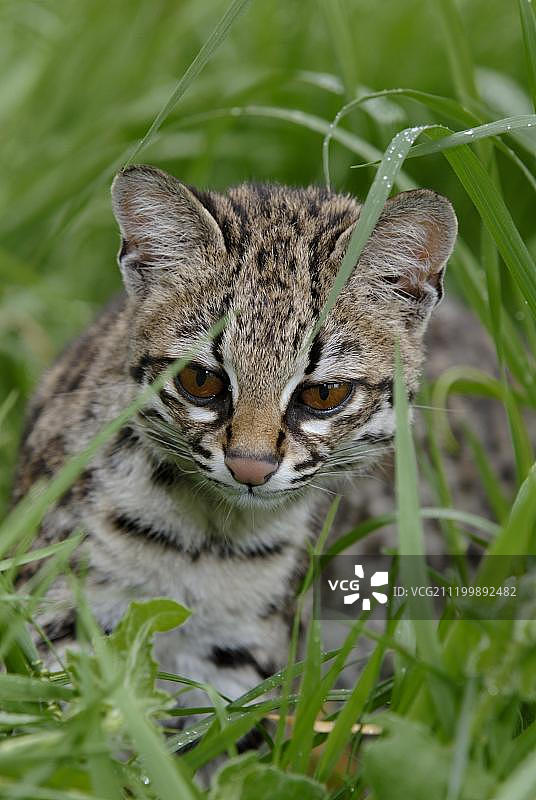 小斑虎猫，成年猫的肖像图片素材