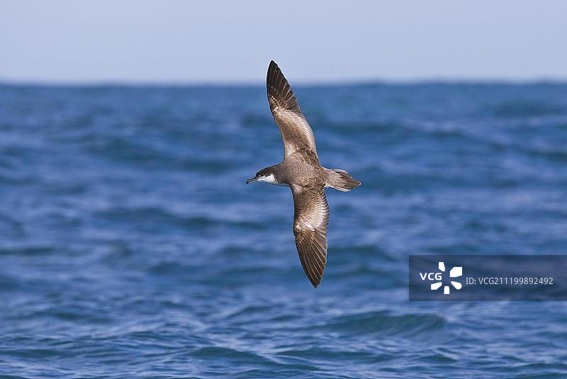 新西兰南岛凯库拉海上飞行的布勒氏海燕图片素材