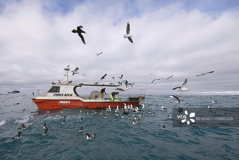 吉布森漂泊信天翁与海燕在新西兰凯库拉分享渔船残羹图片素材