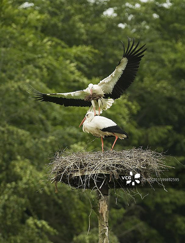 白鹳(Ciconia ciconia)，成年夫妇，在筑巢平台上，一只在飞行，带着筑巢材料返回，荷兰弗莱福兰省，欧洲图片素材