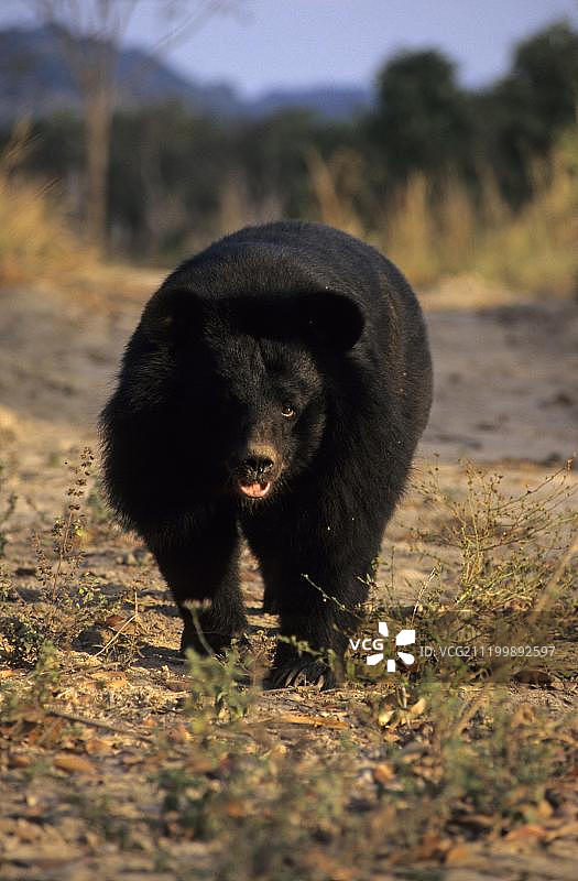成年亚洲黑熊（Selenarctos thibetanus），行走图片素材