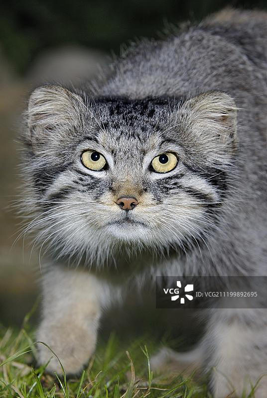 兔狲（Felis manul），成年，夏装图片素材