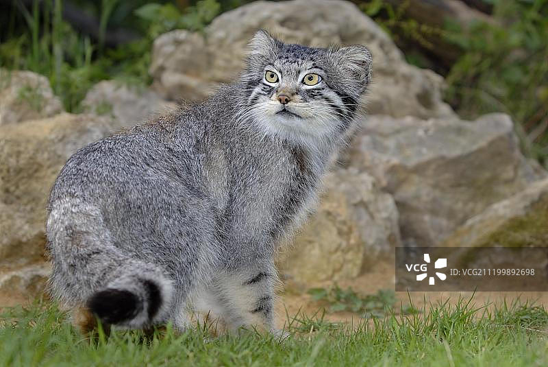 兔狲成年个体，回顾，夏毛图片素材