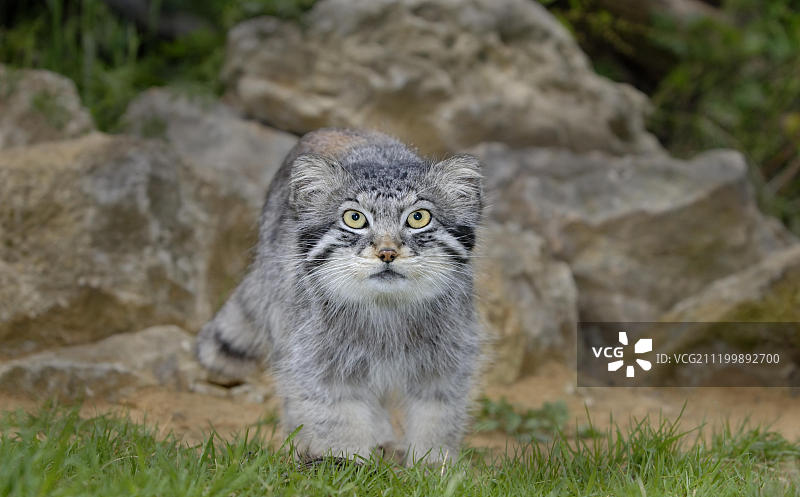 成年兔狲的夏装站立姿势图片素材