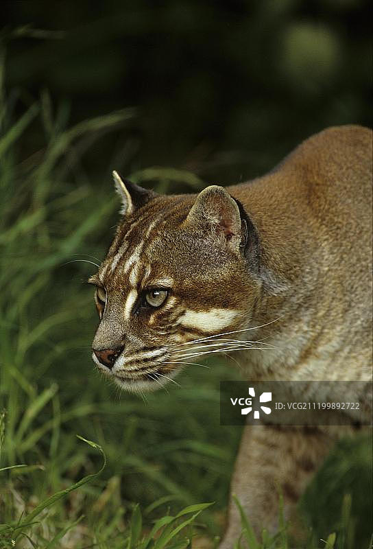 金猫穿行于草丛中图片素材